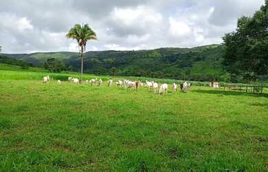 Imagem 2: Fazenda à venda possui 125 alqueires em Zona Rural - Cocalzinho de Goiás - GO
