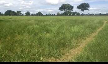 Imagem 6: SITIO 60 HECTARES 13 KM DE PORTO ESPERIDIÃO-MT