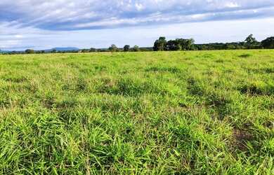 Imagem 3: Fazenda Dupla aptidão Município Araguapaz- GO