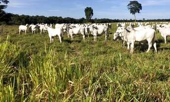 Imagem: AF- Fazenda 500 mil entrada R$16.500