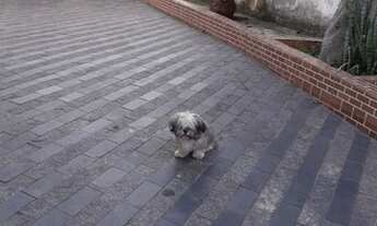 Imagem 4: Casa residencial com 3 dormitórios para Financiamento no Bairro Campestre em Santo André