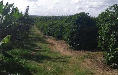 Imagem 3: Terreno com Pimenta e café