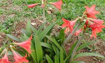 Imagem 2: Chácara à venda R$270mil com 20mil m2, 5 tanques de peixe, Ibaiti Pr