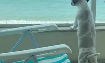 Imagem: Lindo Apartamento - OPORTUNIDADE!