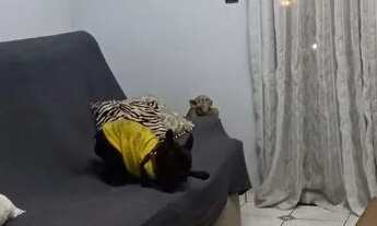 Imagem 3: Apto 1 dormitório na Guilhermina