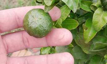 Imagem 7: Chácara próximo ao pedagio de mandirituba