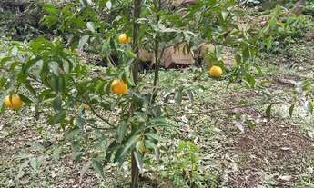 Imagem 2: Sítio taquara Chácara com venda por R$54.000