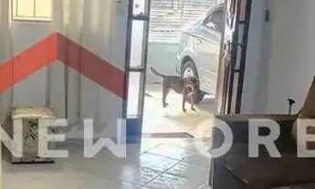 Imagem 4: Casa em Rua Aurélio Duarte - Vila Nove de Julho - Bauru/SP