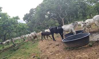 Imagem 7: Imóvel para venda possui 1010000 metros quadrados em Centro - Arinos - MG