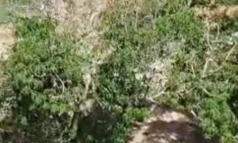 Imagem 6: ? CHÁCARA À VENDA - SANCLERLÂNDIA/GO ?