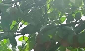 Imagem 5: Casa espacosa e aconchegante