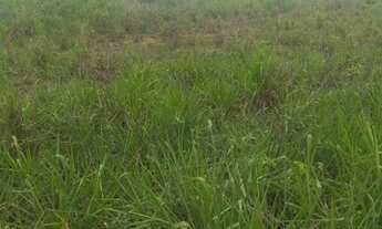 Imagem: 1200 hectares estrada da guia 16 milhoes