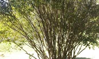 Imagem 2: Vendo lindo sítio em Ibiúna