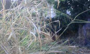 Imagem 4: Belo Horizonte - Casa Padrão - Grajaú