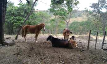 Imagem 2: Sítio em Edilandia GO