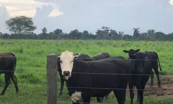 Imagem 6: Fazenda em Arapoema TO (Araguaína) 1.060 alqueirão formado em Pasto