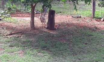 Imagem 2: Sítio chácara Chácara com venda por R$160.000