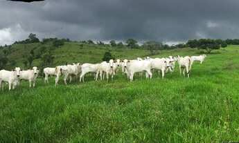 Imagem 3: D287 Excelente Fazenda em Maceió um Verdadeiro Paraiso