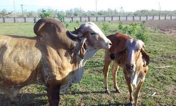 Imagem 5: Fazenda/Sítio/Chácara para venda possui 420 metros quadrados em Parque Verde - Belém - PA