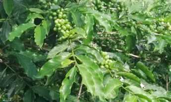 Imagem 4: Fazenda de café orgânico no sul de Minas
