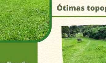 Imagem: Lf-Vendo excelente terreno 100 plano