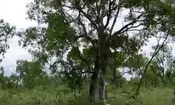 Imagem 6: FAZENDA À VENDA EM RECURSOLÂNDIA - TO - 2.178 HECTARES (DUPLA APTIDÃO