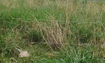 Imagem 4: Terreno à venda no setor Vila Rosa - Goiânia