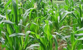 Imagem 6: Fazenda Santa Clara em Itapuã