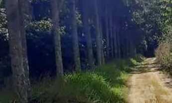 Imagem 4: Sítio com 5 dormitórios à venda, 68000 m² por R$ 4.250.000,00 - Bairro da Aparecidinha - I