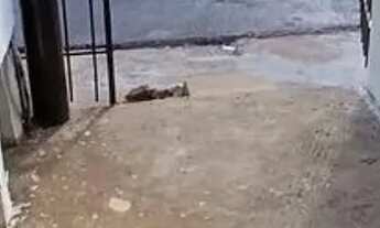 Imagem 4: JARDIM ANTUNES - CASA RESIDENCIAL FUNDOS 1 DORMITÓRIO SEM GARAGEM