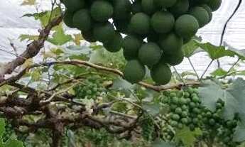 Imagem 2: Vendo chácara no Incra 7, ótima localização