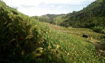 Imagem 3: Vendo Sítio em Maria Mendonça, 4 Distrito, Trajano de Moraes