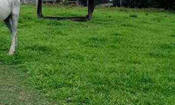 Imagem 4: Uma Fazenda em Parecis-Ro