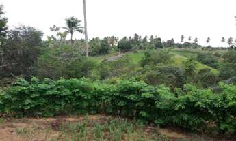 Imagem 4: Terreno de 75000m2 com Casa de 5/4 - Abrantes