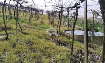 Imagem: BENTO GONçALVES - Chácara - Vale Dos Vinhedos