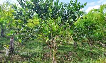 Imagem 5: Sítio 5 alqueires, Pomar, Casa ( Willian Ricardo