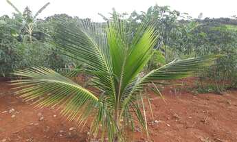 Imagem 2: Sítio formado em Paraopeba