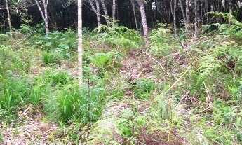 Imagem 4: Excelente Chácara Sem Benfeitorias