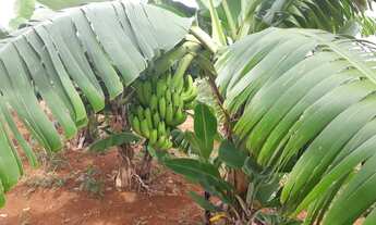 Imagem 5: Sítio formado em Paraopeba