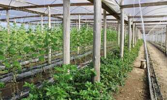 Imagem 4: Sitio com Estufas(Produção Tomate e Pepino )em Rolante na Localidade de Campinas