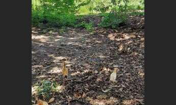 Imagem 4: Terreno à venda, 4000 m² por R$ 1.000.000 - Sapé I - Caçapava/SP