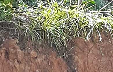 Imagem 3: Vendo um lote no bairro Monte Verde R.das neves