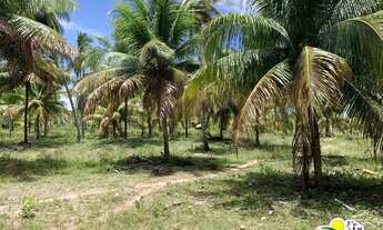Imagem 5: Fazenda c/ 77 Hectares de Coco Seco à Venda no Conde Bahia - Região de Cultivo do Coco ent