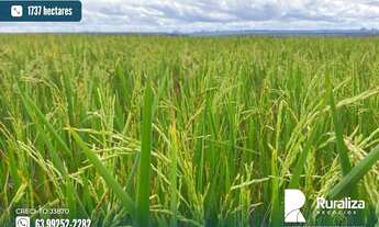 Imagem: Fazenda em Lizarda - TO