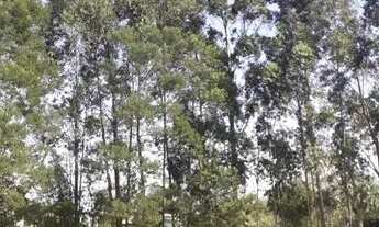 Imagem 6: Casa em Morro Grande