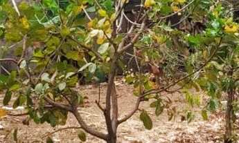 Imagem: Lote 300m2 Residencial Florença só R$