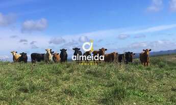 Imagem 7: ÁREA RURAL 580HA EM SANTANA DA BOA VISTA