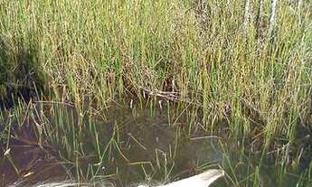 Imagem 6: Fazenda 15 Alqueires em Catuji/MG, a 60 km de Teófilo Otoni-MG