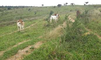 Imagem 7: Fazendinhas pertinho do asfalto