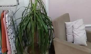 Imagem 4: Loja feminina Galpão / depósito com venda por R$34.900